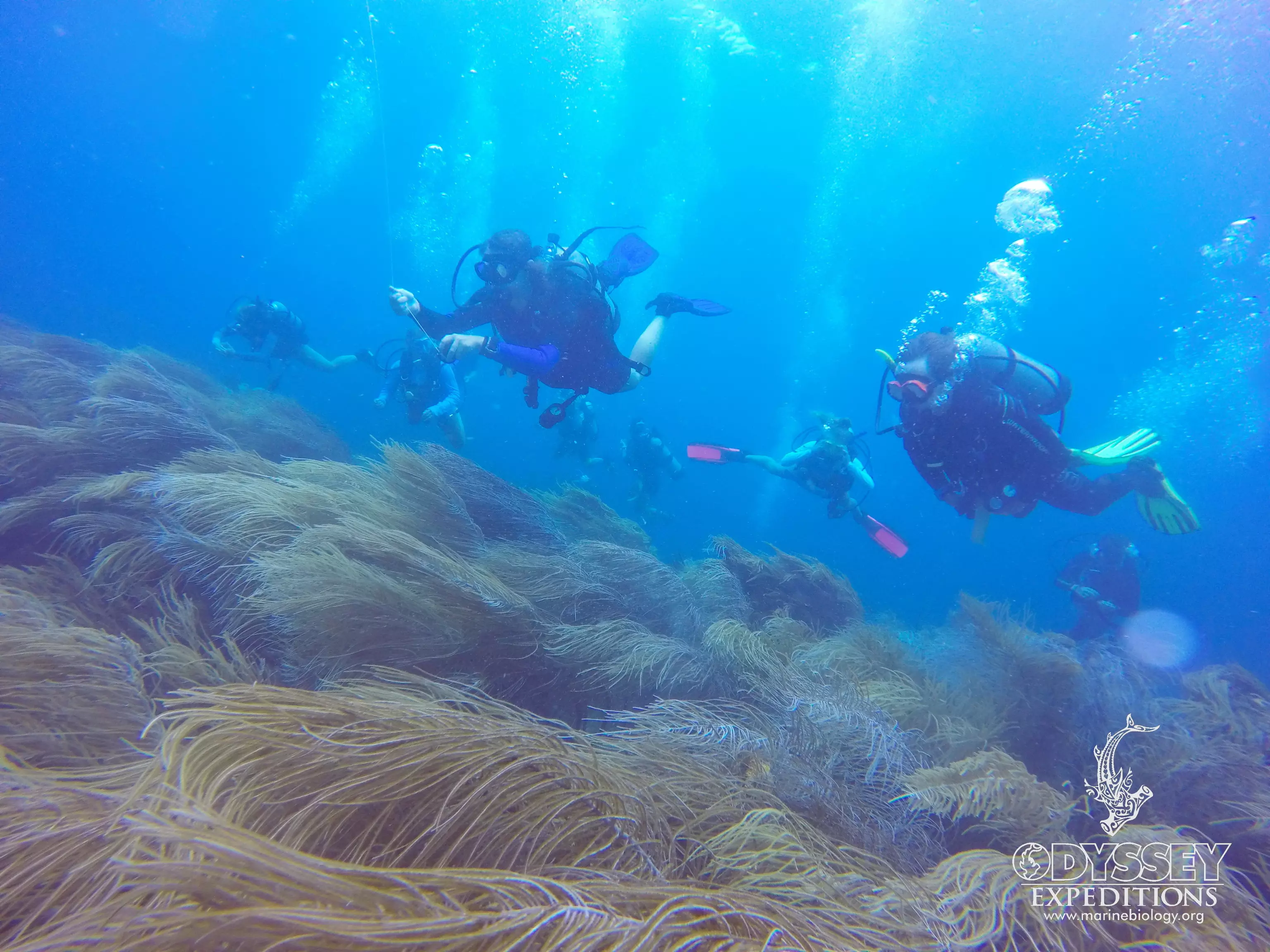 Odyssey divers descend toward swaying gorgonian corals on a Caribbean reef