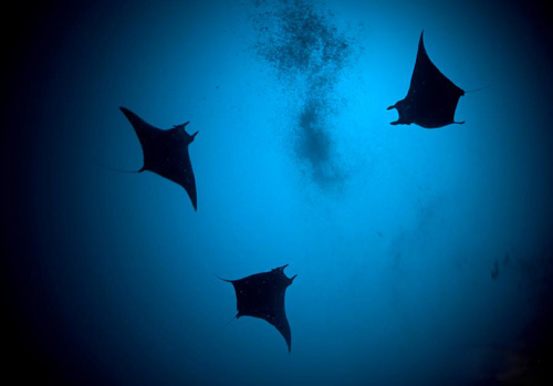 Deep Dive - Looking up at the Manta Rays
